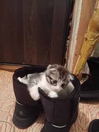 Отдам котенка в хорошие руки