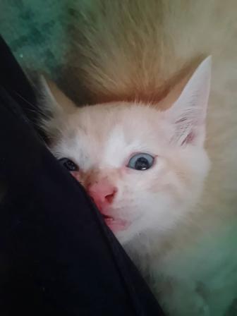 Отдам котенка в добрые руки