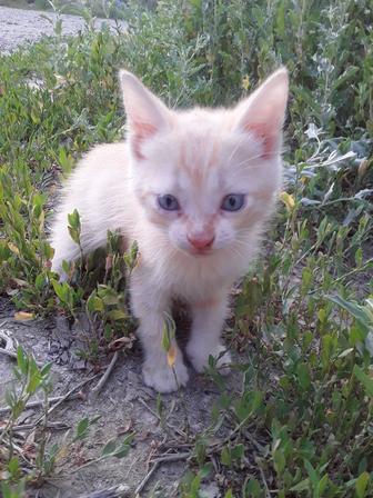 Отдам котенка в добрые руки
