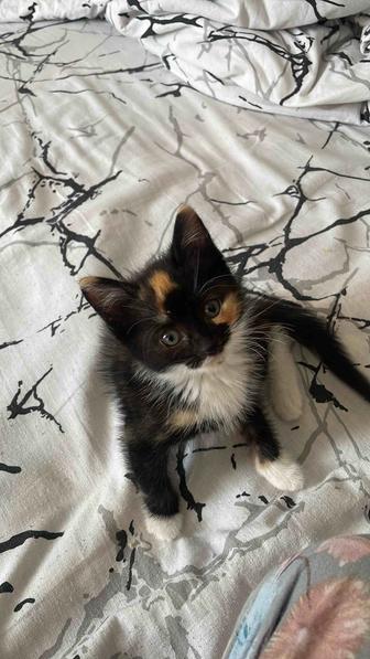 Кошка