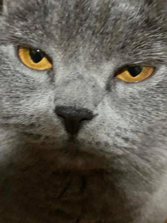 Отдам породистую кошку в хорошие руки