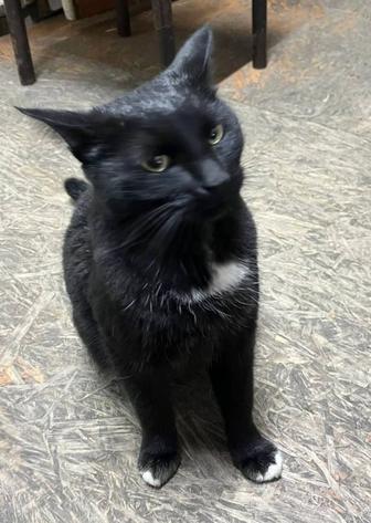 НОВЫЙ ДОМ КОТИКУ