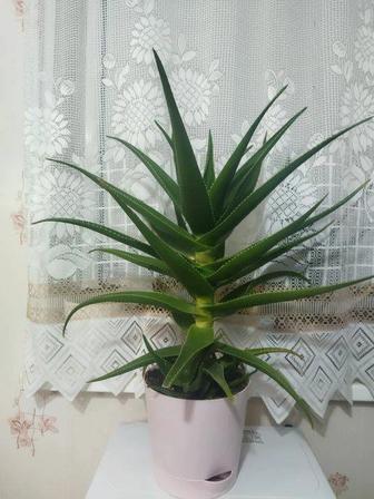 Алоэ