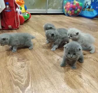 Котята вислоухие