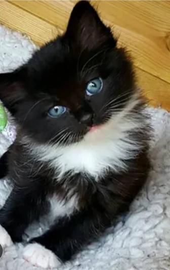 Отдам котят в хорошие руки