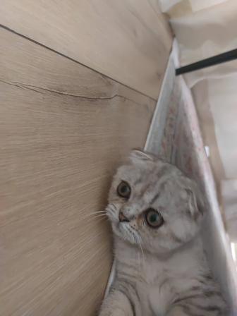 Бесплатно котенка