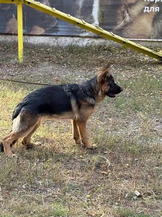Кобель подрощенный немец чистокровный