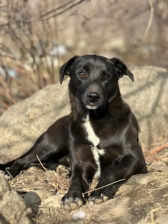 Супер пёс !!!