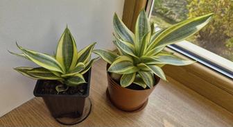 Сортовая сансевиерия Голден ханни растение в коллекцию.