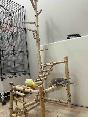 Стеллаж для попугаев.