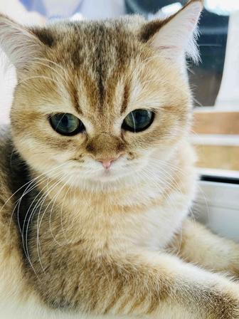 Продам британского котенка