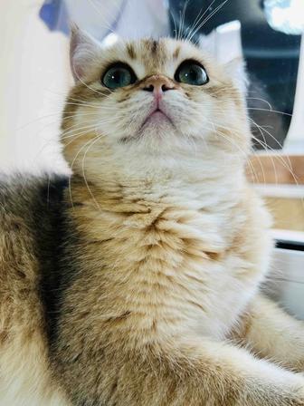 Продам британского котенка (СРОЧНО!)