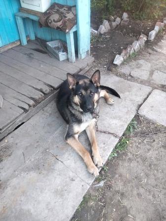 Отдам щенка 7 месяцев