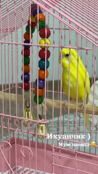 Волнистый попугай