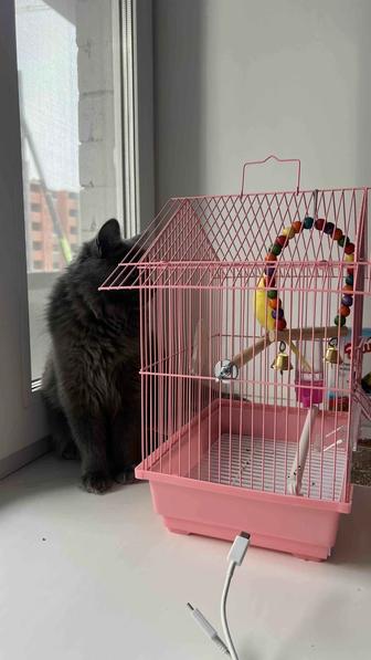 Волнистый попугай