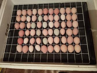 Цыплята, скоро вылупятся на днях положили .разные породы