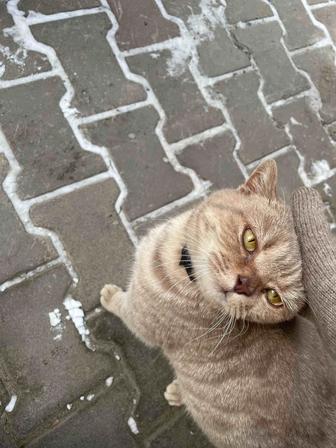 Найдена кошка, породистая, с ошейником!