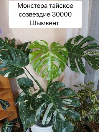 Продам цветы монстера