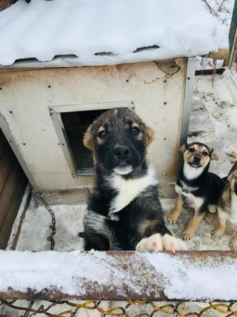 Отдам щенка мальчика и 2 девочки в хорошие руки дворняги маленькие звонки