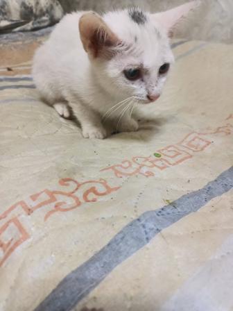 Отдам даром котенка