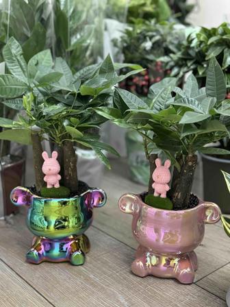 Цветущие растения .Комнатные растения. Инстаграм есть. Цветы для офиса