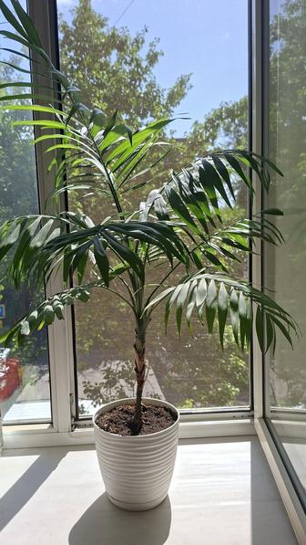 Продам комнатную пальму Хамедорея