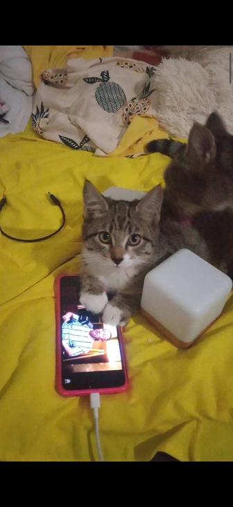 Котенок девочка в добрые руки