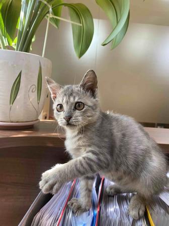 Отдам в хорошие руки котенка бесплатно
