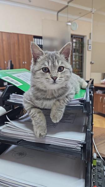 Отдам в хорошие руки котенка бесплатно