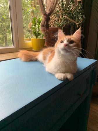 Отдам кошку Мейн куна бесплатно