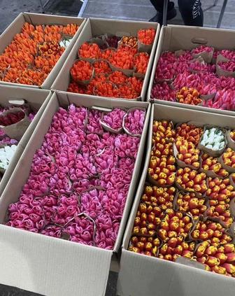 Тюльпаны предзаказ к 8 марта