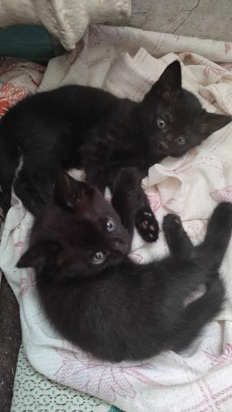 Отдадим котят , добрым людям, 1,5 месяца,здоровые,чистые,приучены к лотку.
