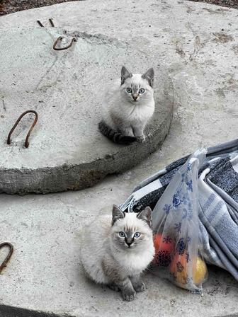 Отдам в хорошие руки, трехмесячные котята