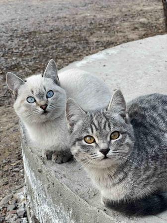 Отдам в хорошие руки, трехмесячные котята