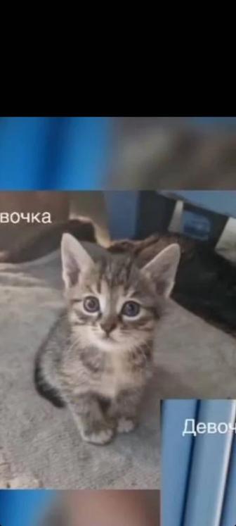 Котята