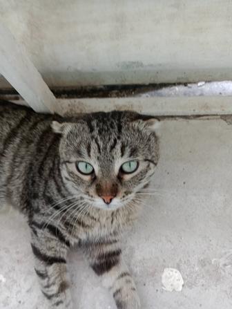 Отдам кота в добрые руки