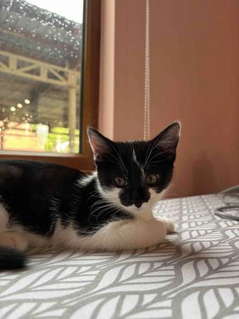 Кошечка и котик 3 месяца