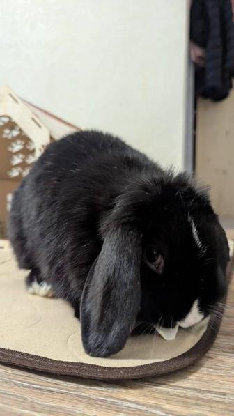 Декоративные кролики