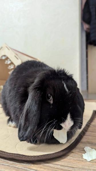 Декоративные кролики