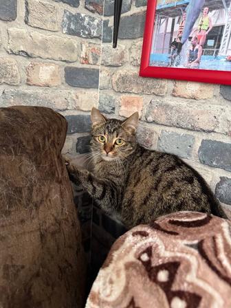 Кошка в добрые руки