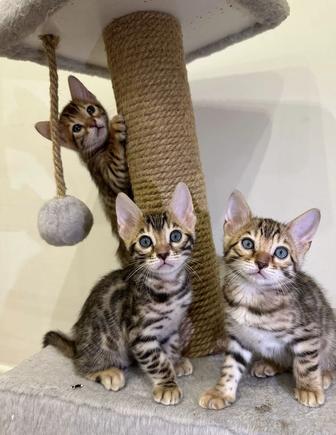 Котята бенгальские
