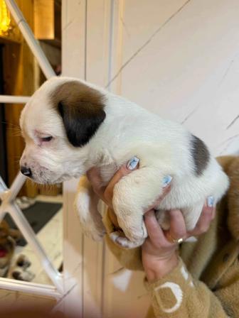 Московская сторожевая