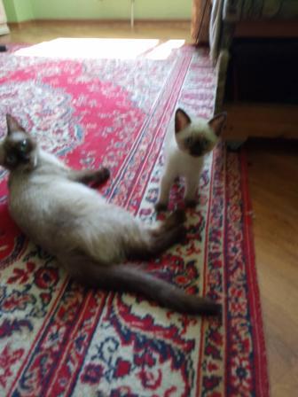 Отдам котят безоплатно