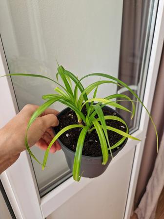 Панданус, пальма для дома/офиса