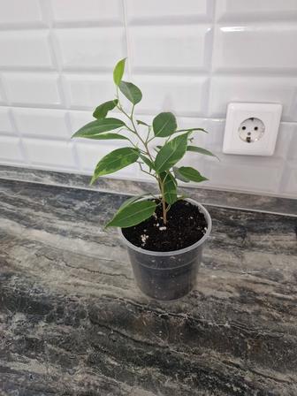 Фикус бенджамина