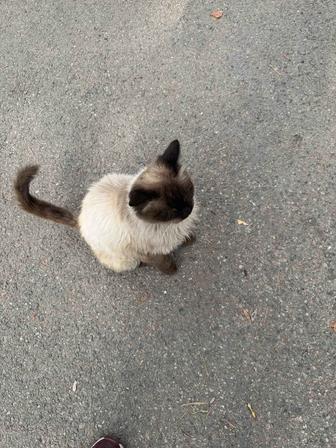 Кот в добрые руки