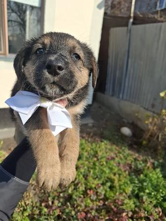 Щеночек девочка в поиске дома