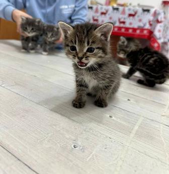 Котёнок скоттиш fold