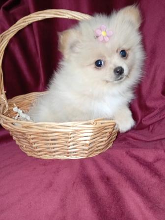 Замечательные щенки померанского шпица миники.Возраст 3 мес.Доставка по РК