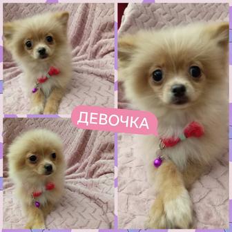 Замечательные щенки померанского шпица миники.Возраст 3,5мес.Доставка по РК